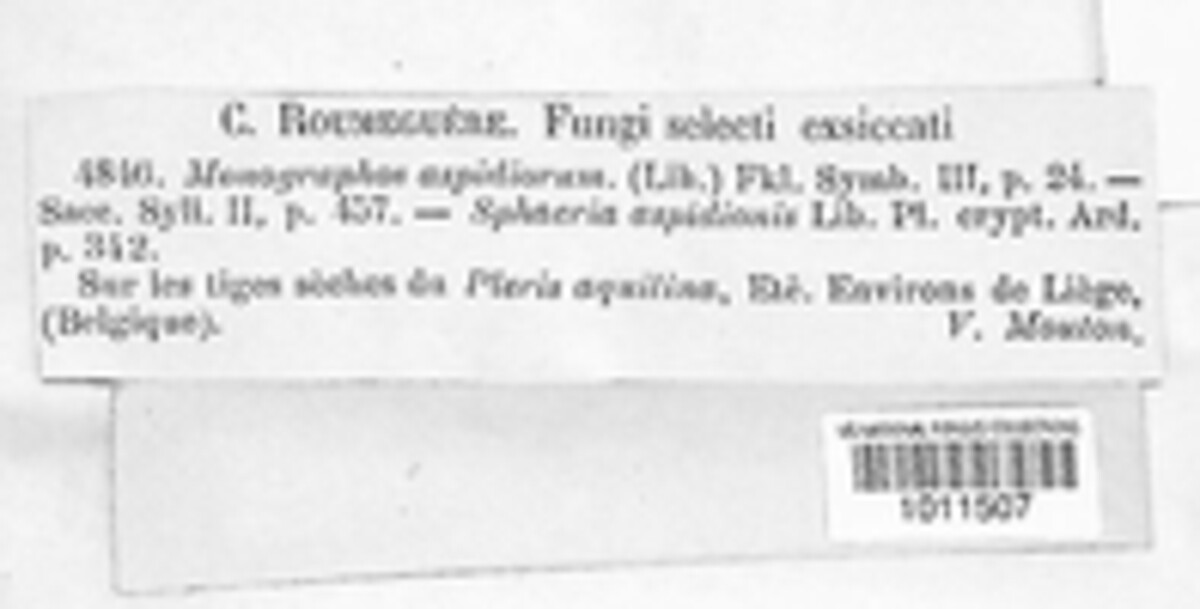 Monographos aspidiorum image